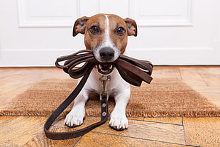 Jack Russell Terrier biting brown leather dog leash