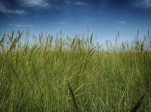 scenery of green grass field