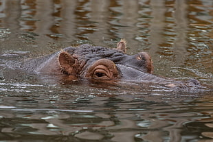Hippopotamus drowned on body of water showing her eyes