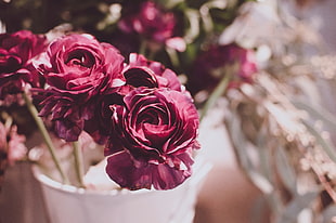 pink petaled roses, Flowers, Buds, Blur