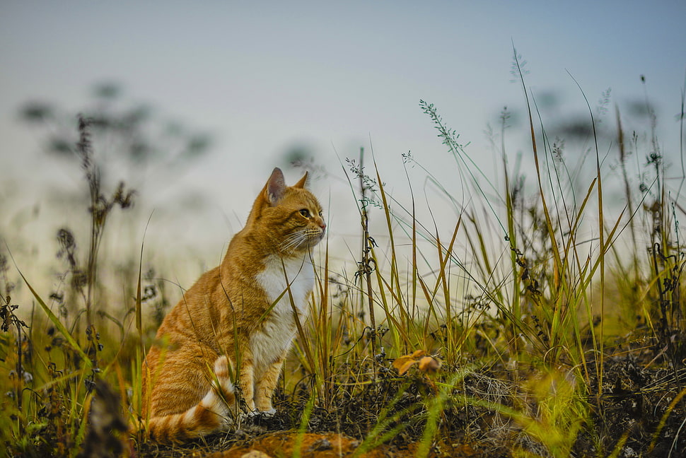 orange tabby cat standing on green grass HD wallpaper