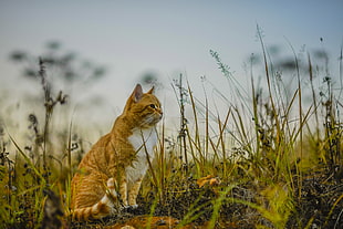 orange tabby cat standing on green grass HD wallpaper