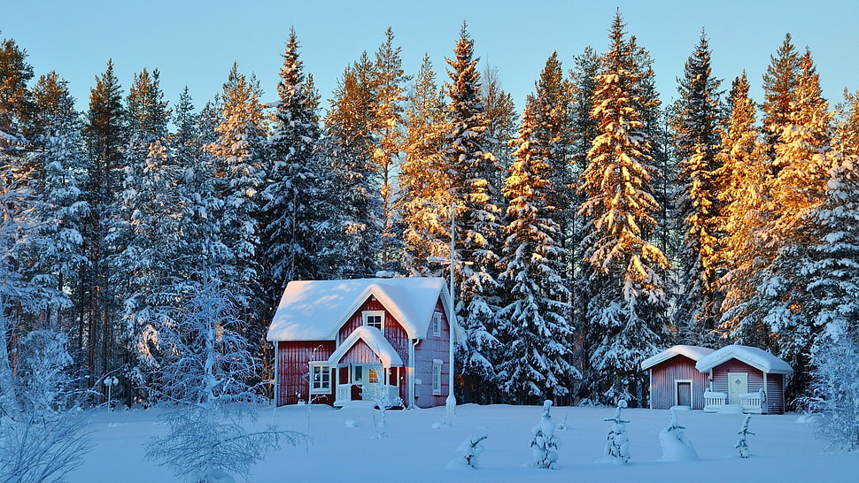 red and white house and pine trees, house, forest HD wallpaper