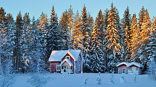 red and white house and pine trees, house, forest