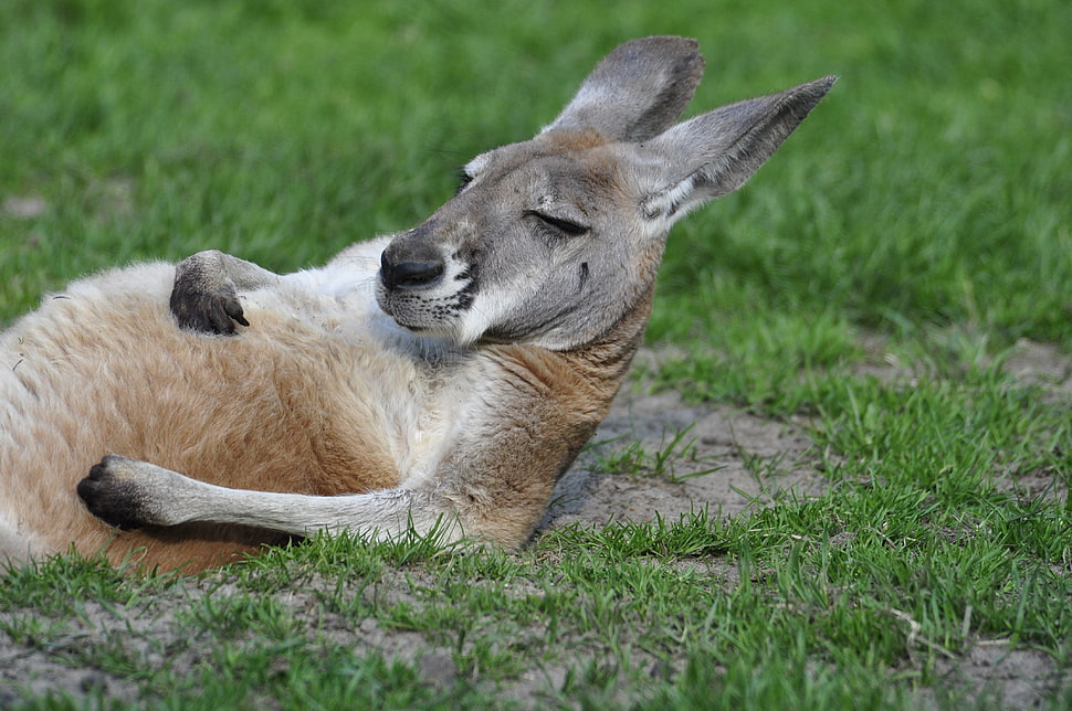 selective focus photograph of kangaroo HD wallpaper