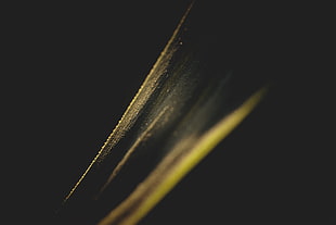 gold, lights, leaves HD wallpaper