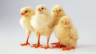 flock of yellow chicks, animals, chickens, baby animals, birds HD wallpaper