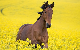 horse running on rapeseed field during daytime