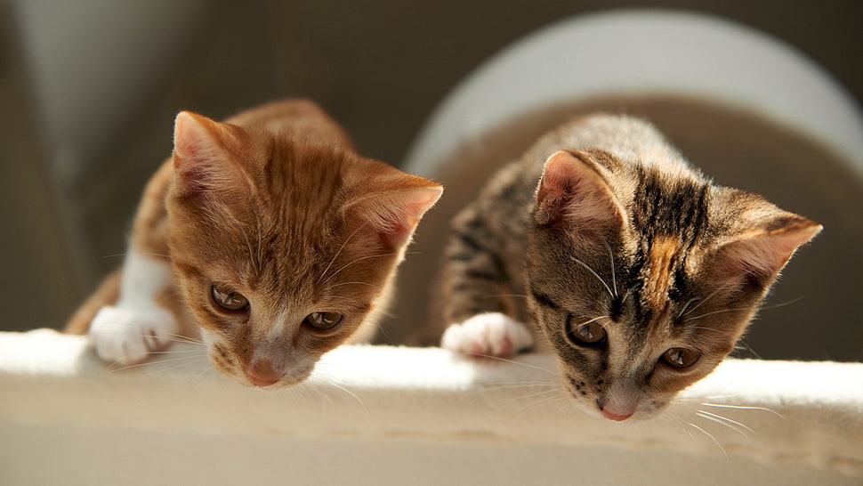 two brown-and-white tabby kittens, animals, cat HD wallpaper