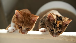 two brown-and-white tabby kittens, animals, cat