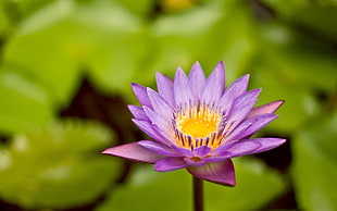 close up focus photo of a purple Lotus flower