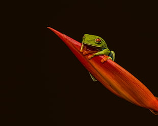 red-eyed green tree frog on red plant, red-eyed tree frog