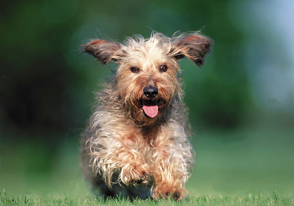 large long-coated brown dog HD wallpaper