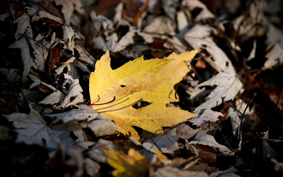 two brown leafs HD wallpaper