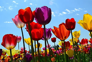 bed of red, purple, and yellow tulips