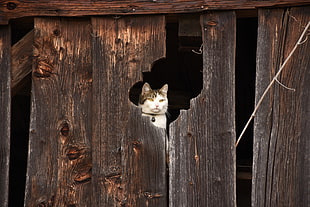 white and black calico cat looking out a wooden boaard