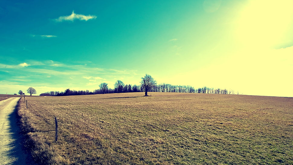grass field, landscape HD wallpaper