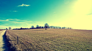 grass field, landscape