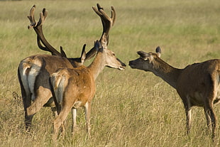 closeup photo of three brown deers at green grass field