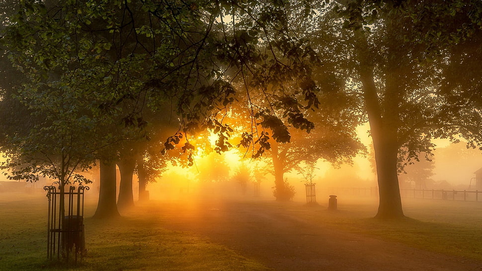 green leafed tree, sunlight, park, trees, plants HD wallpaper