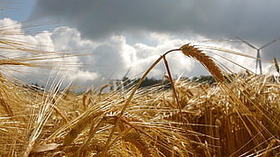 brown wheats photography