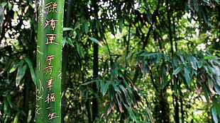 bamboo grass, bamboo, green, nature, plants HD wallpaper