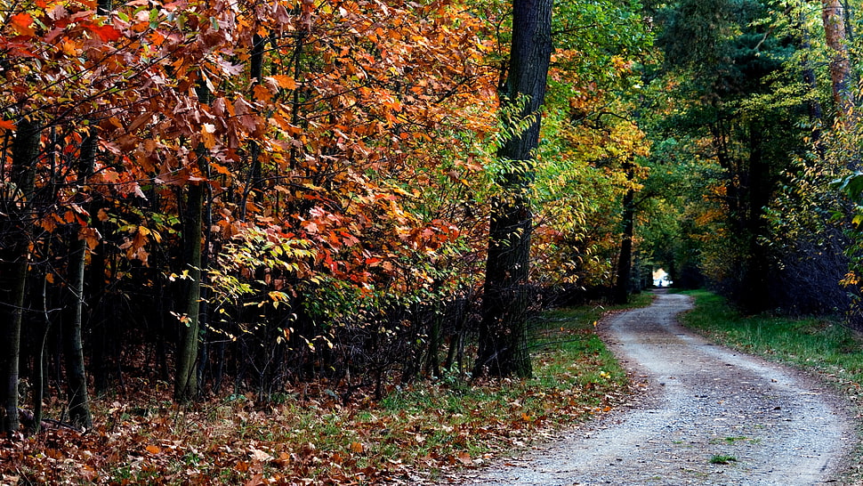gray asphalt road, forest, mountains HD wallpaper