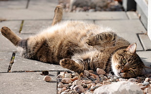 reclining brown tabby cat HD wallpaper