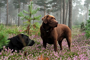black and brown dog on pink flower field inside the forest