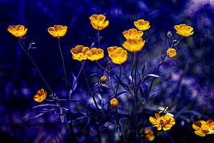 selective color photo of yellow flowers HD wallpaper