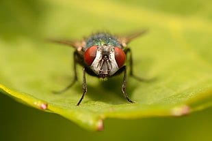 focused photo of fly HD wallpaper
