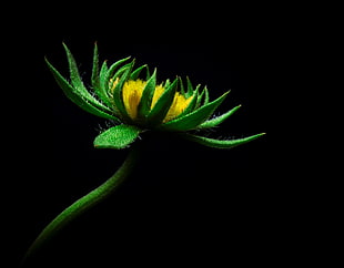 green and yellow petaled flower