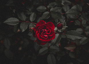 red rose, Rose, Red, Flower