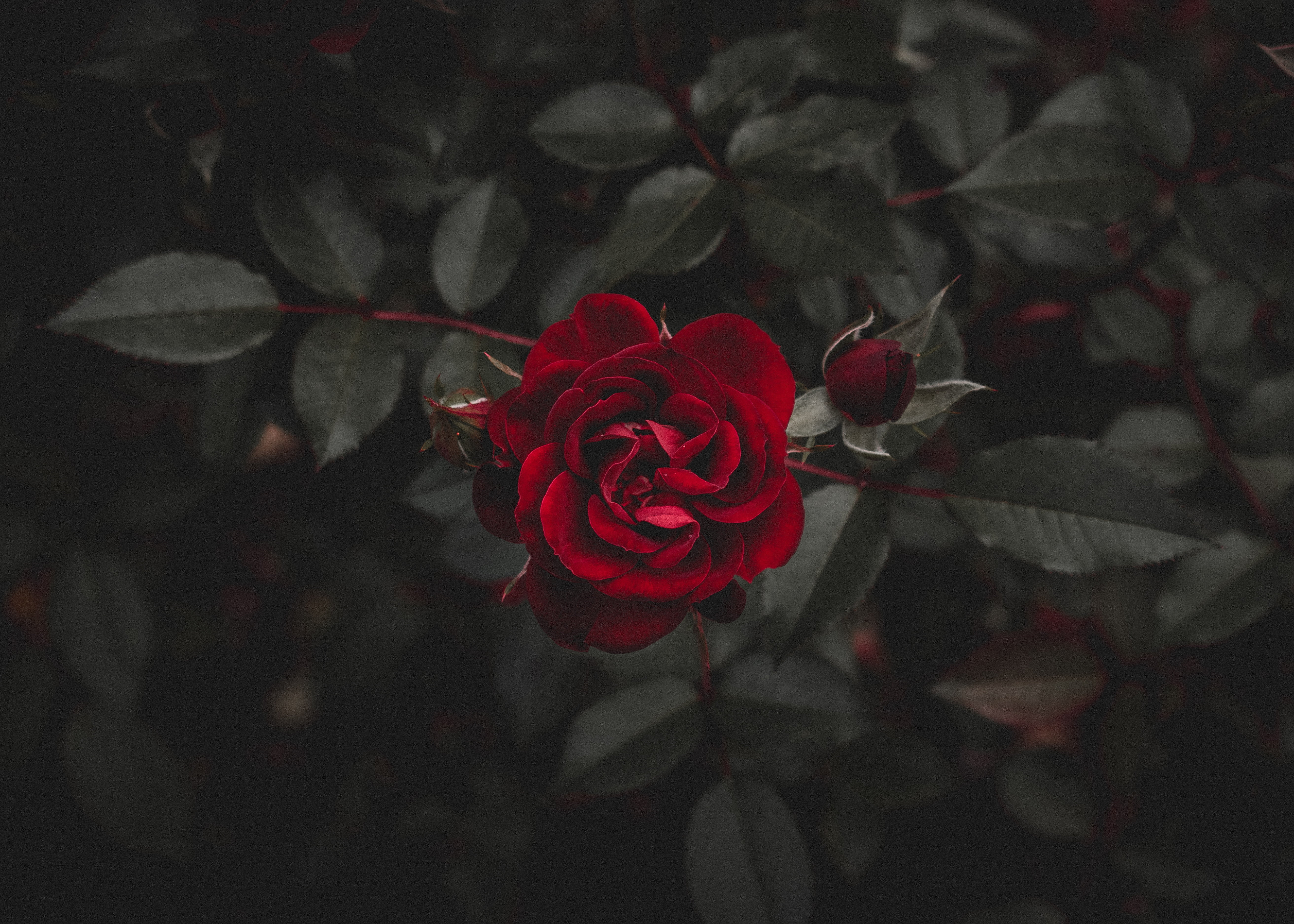 Red rose  Rose  Red Flower HD  wallpaper  Wallpaper  Flare