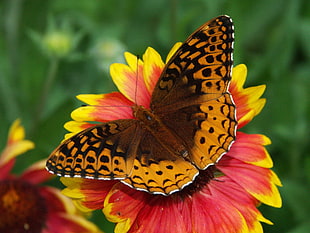 Fritillary butterfly on red and yellow petaled flower during daytime