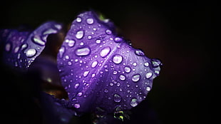 macro photography of purple flower with water droplet