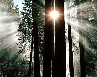 Wood,  Trees,  Trunks,  Sun rays HD wallpaper