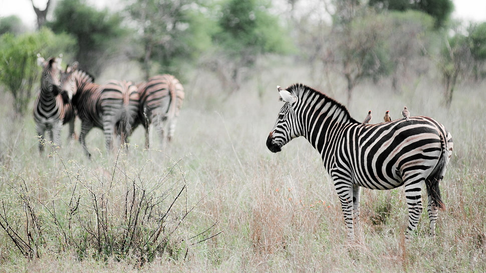 zebra with birds on back HD wallpaper