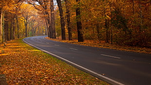 gray concrete road between lined trees, landscape, road, fall HD wallpaper