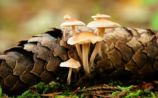 brown mushrooms, macro, mushroom, nature