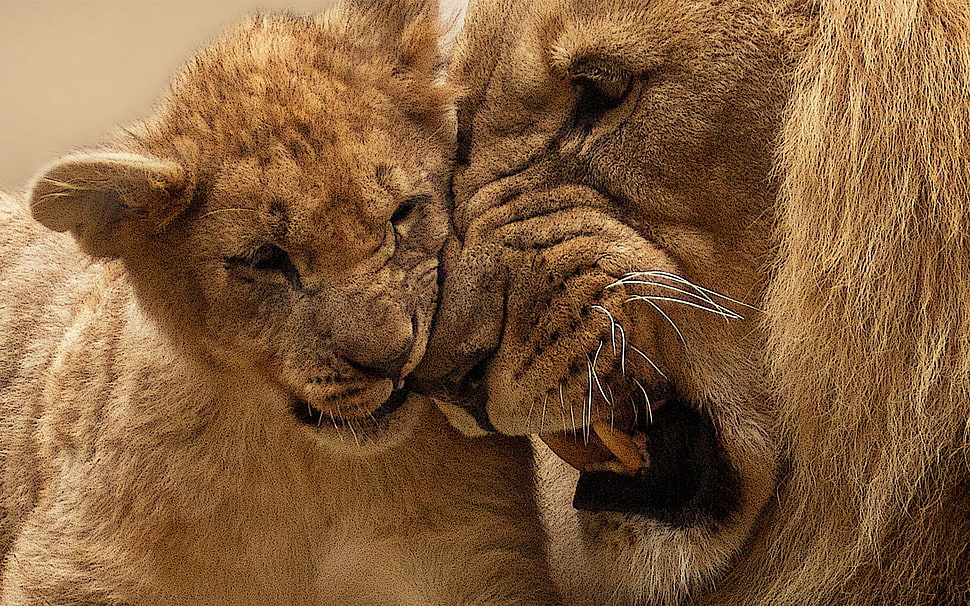 adult lion with cub, lion, baby animals, animals HD wallpaper