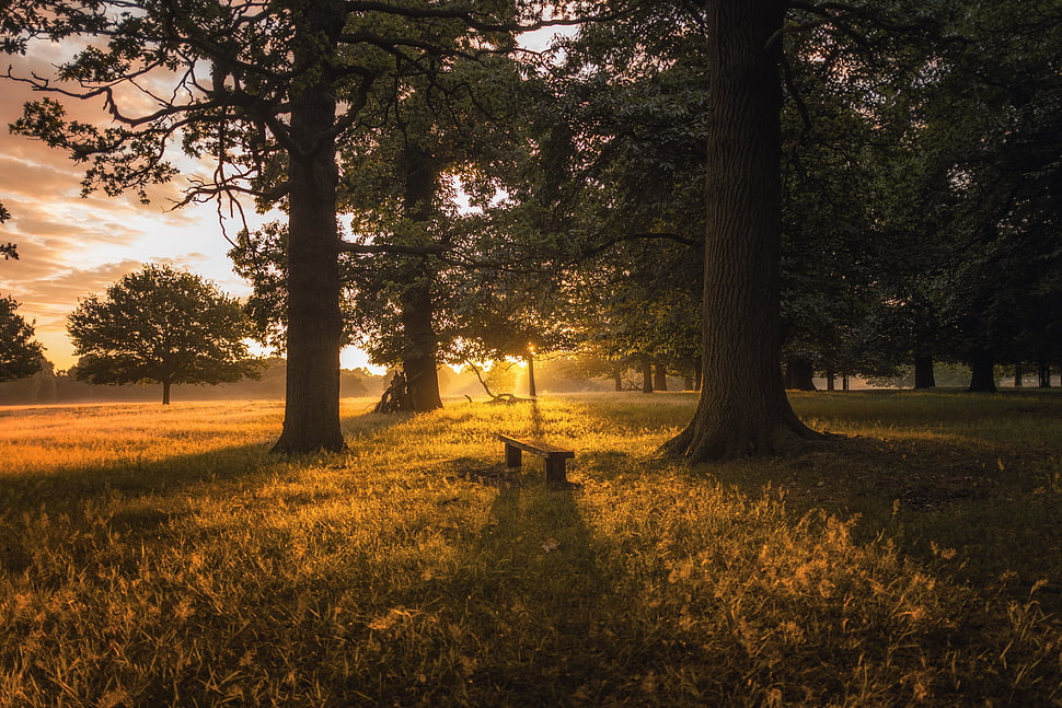 brown wooden bench and grass field HD wallpaper