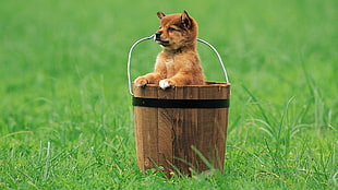 short-coated tan puppy in brown wooden bucket on green grass field during daytime