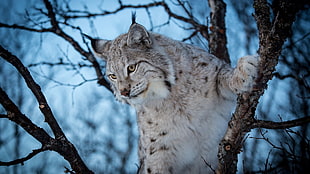 black and white snow leopard, lynx, trees, animals, branch