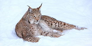Lynx on Snow HD wallpaper