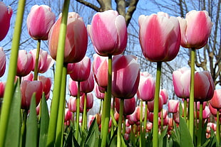 pink tulips blooming during daytime