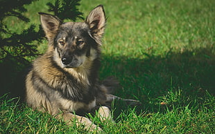 German shepherd sitting on green grass