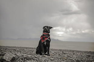 selective color photography of short-coat black dog sitting on rocks