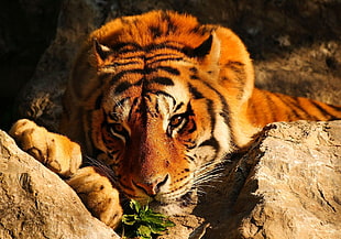 closeup photo of tiger HD wallpaper