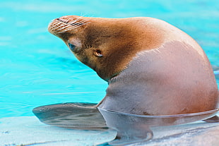 photo of Sea lion on water HD wallpaper